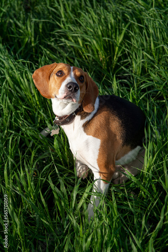 Cute dog in the green grass. Close-up. estonian hound dog