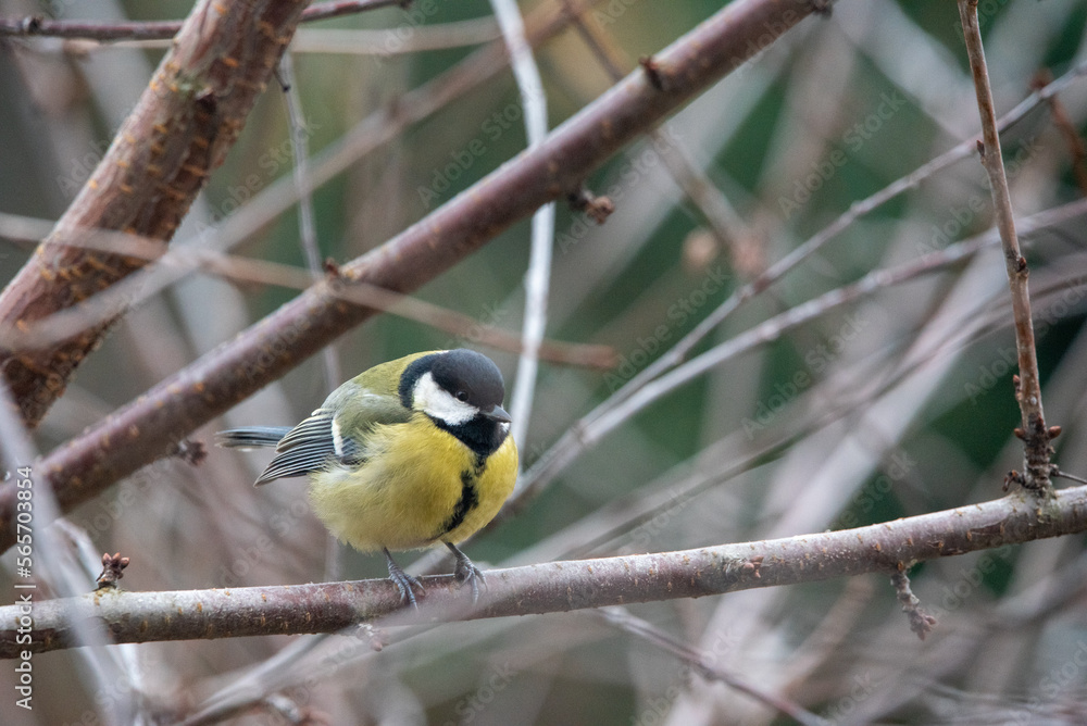 Fototapeta premium The great tit (Parus major)