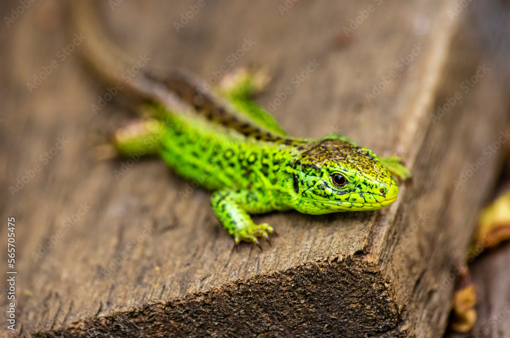 Sand Lizard, Lacerta agilis Sand Lizard, Lacerta agilis