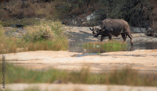 buffalo crossing river 