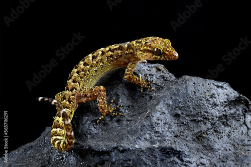 The muria rock gecko on a rock