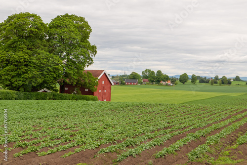 Kartoffelfeld in einem ländlich geprägtem Gebiet am Mjøsa in der Nähe von Hamar, Norwegen. Direkt am St. Olavsweg, Gudbrandsdalsleden der Pilgerweg von Oslo nach Trondheim photo