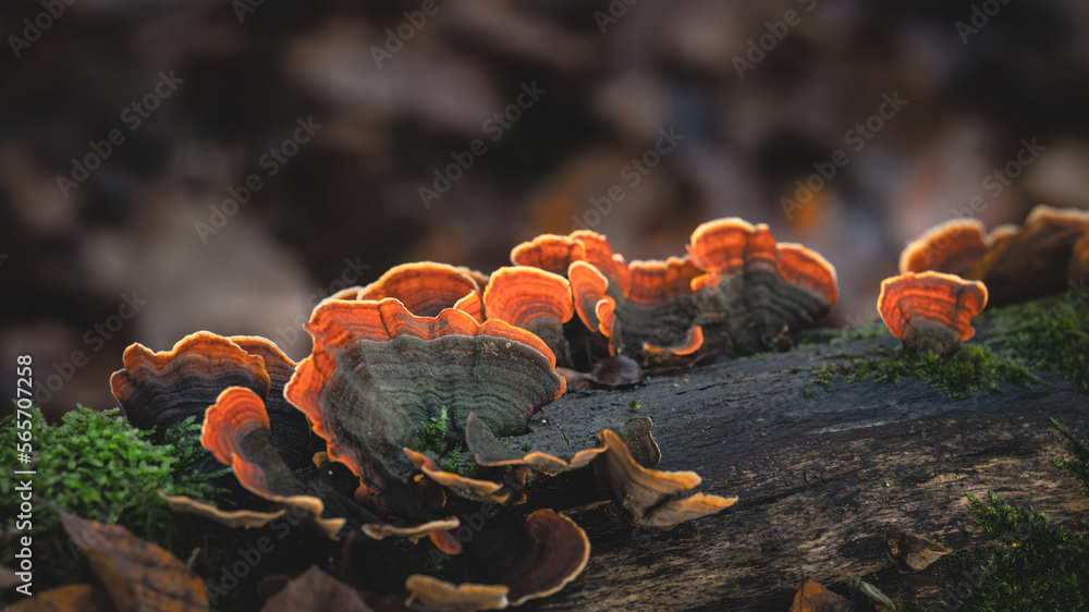 Pilze an einem Baumstamm, orange