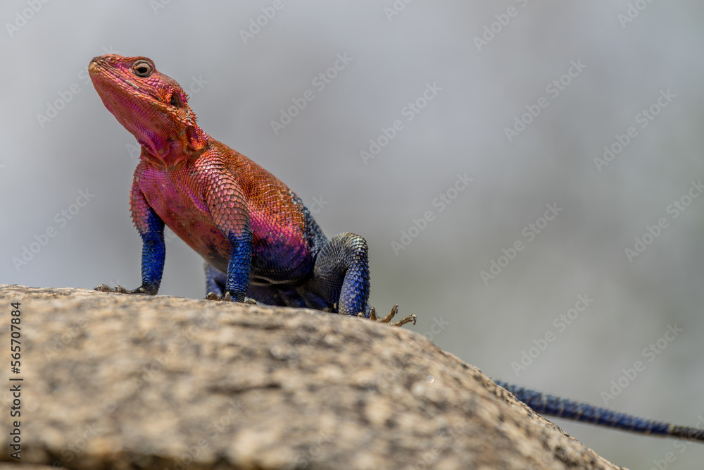 lizard basking in the sun in serengeti national park lizard basking in the sun in serengeti national park