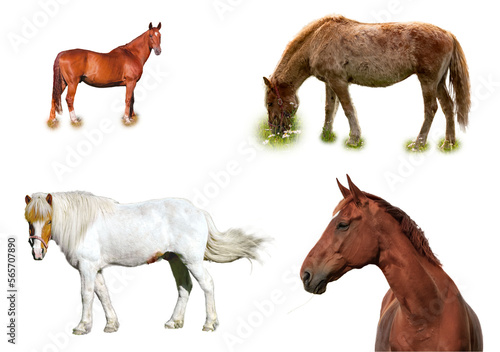 Fototapeta Naklejka Na Ścianę i Meble -  Collection of isolated horses without background in one image. Can be inserted to some photo manipulations of field backgrounds