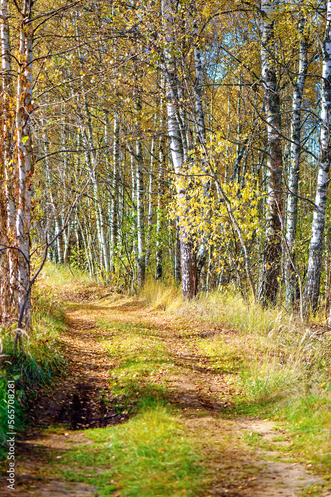 Obraz premium Autumn forest