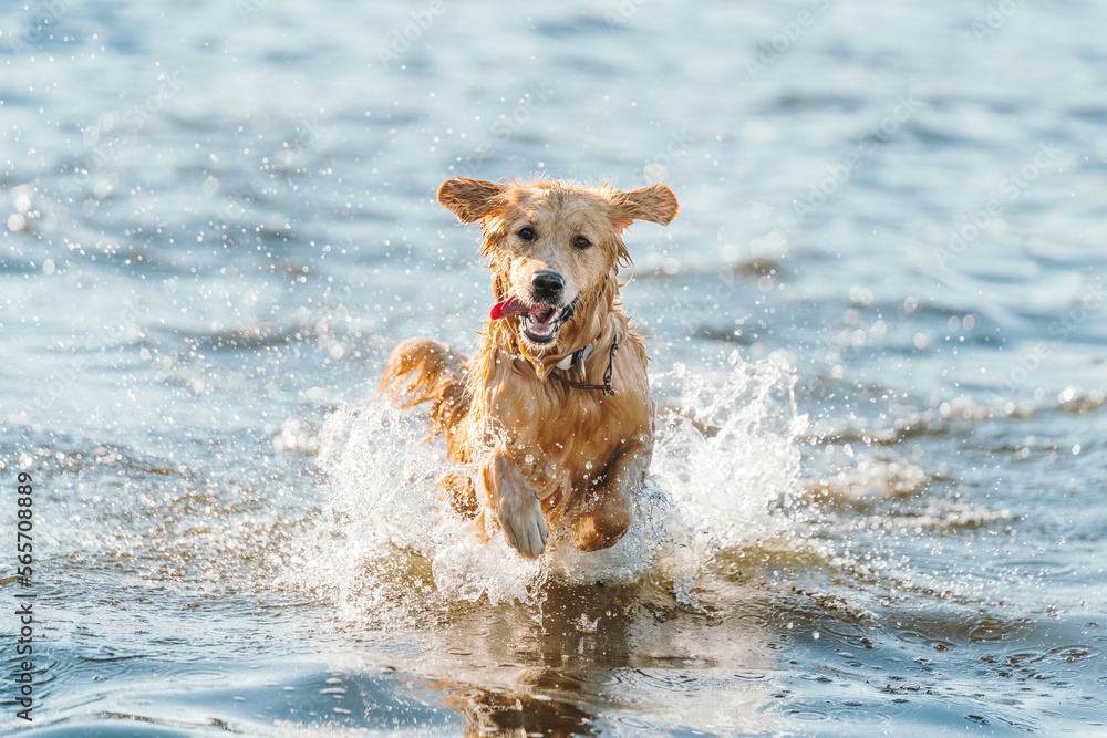 Golden retriever dog playing in the water Golden retriever dog playing in the water
