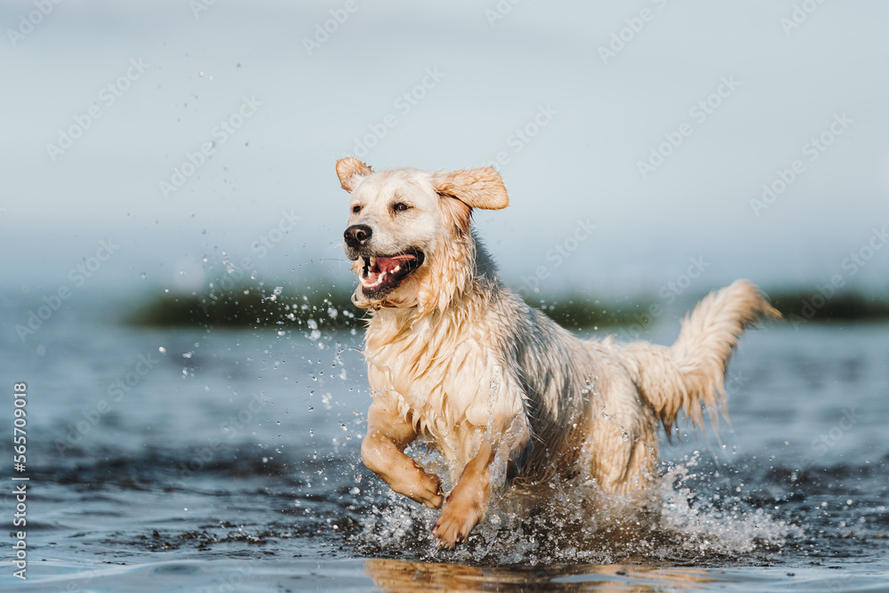 Golden retriever dog playing in the water Golden retriever dog playing in the water