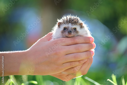 Human hands holding little african hedgehog pet outdoors on summer day. Keeping domestic animals and caring for pets concept photo