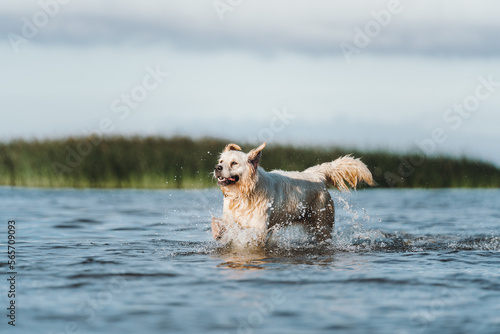Golden retriever dog playing in the water © Maria