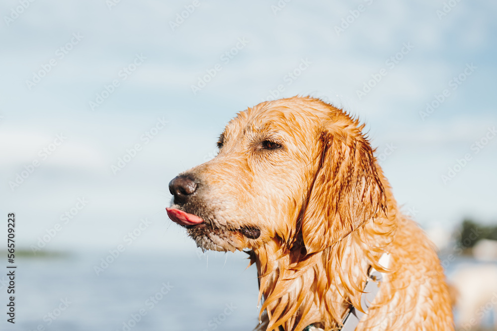 Golden retriever dog playing in the water Golden retriever dog playing in the water