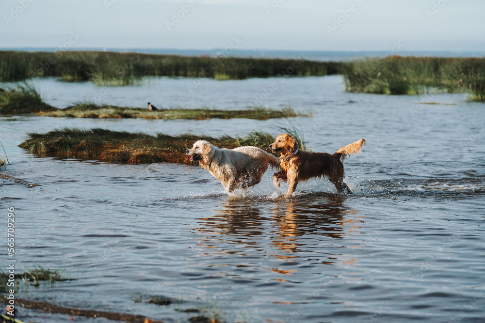 Golden retriever dog playing in the water Golden retriever dog playing in the water
