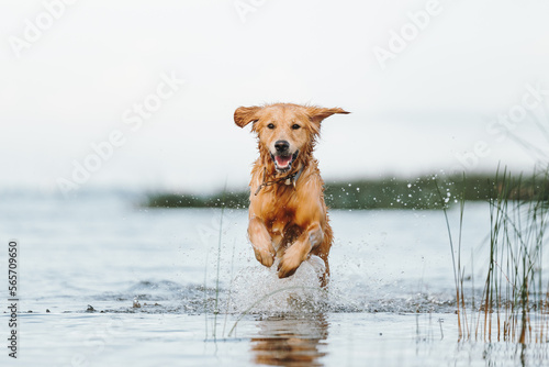 Golden retriever dog playing in the water