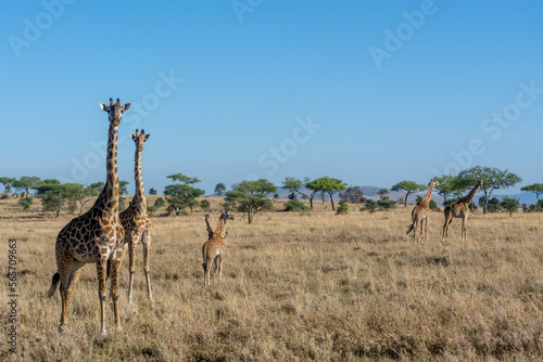 wild giraffes in Serengeti National Park in the heart of Africa