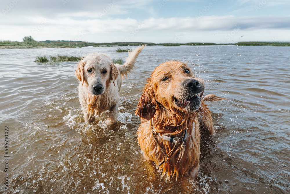Golden retriever dog playing in the water Golden retriever dog playing in the water