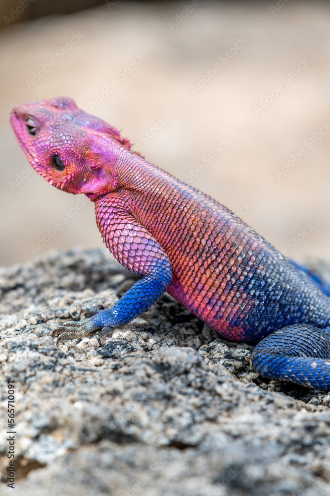 lizard basking in the sun in serengeti national park lizard basking in the sun in serengeti national park