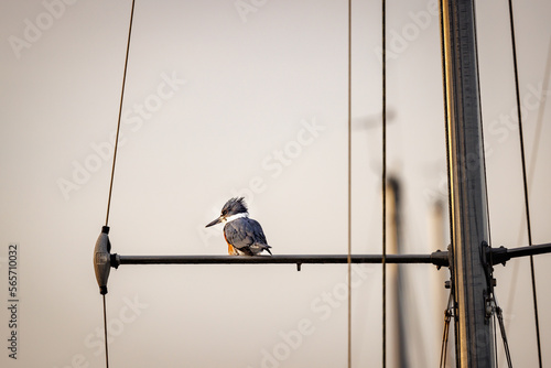 A belted kingfisher sits on the mast of a sailboat in a marina at sundown