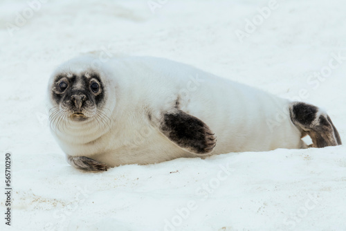 Grey seal (Halichoerus grypus) pup on ice