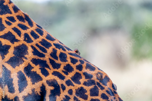 birds on the back of a wild giraffe in the Serengeti national park in the heart of Africa
