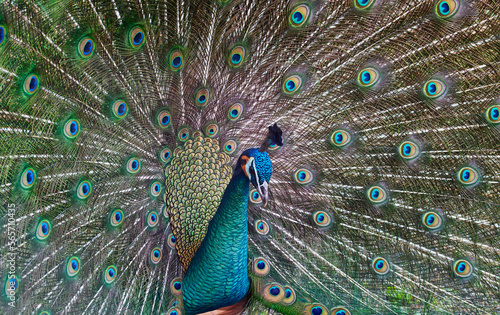 Closeup of Peacock raising the colorful tail feathers