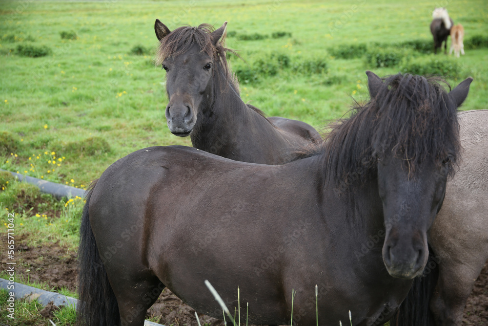 Fototapeta premium Horse