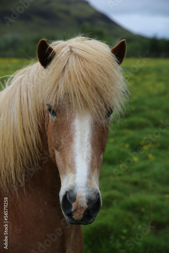 Brown Horse with white nose  © Jamila