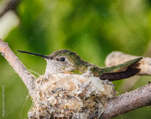 Female Broad-tailed humming (selasphorus platycercus) incubating eggs her nest Colorado, USA