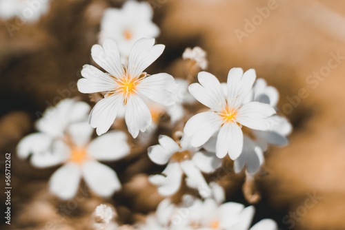 close up of a white flower