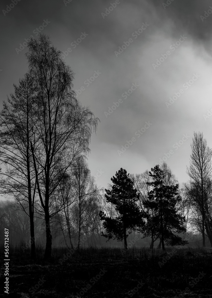 Stare drzewa, mroczne kolory, czarne chmury Stare drzewa, mroczne kolory, czarne chmury