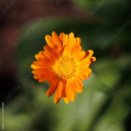 Close up of a calendula flower