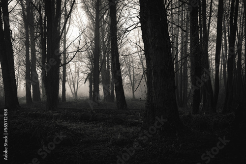 Fototapeta Naklejka Na Ścianę i Meble -  Stary mroczny las, monochrom