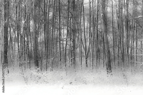Stary las podczas zimy, mocna ekspozycja, zdjęcie czarno-białe