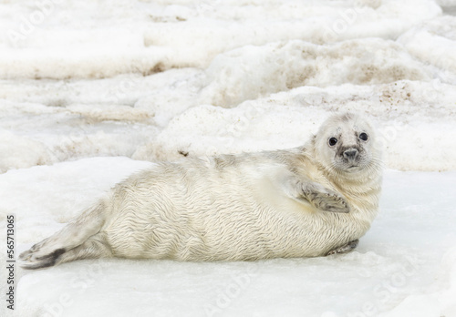 Grey seal (Halichoerus grypus) pup on Baltic Sea ice photo