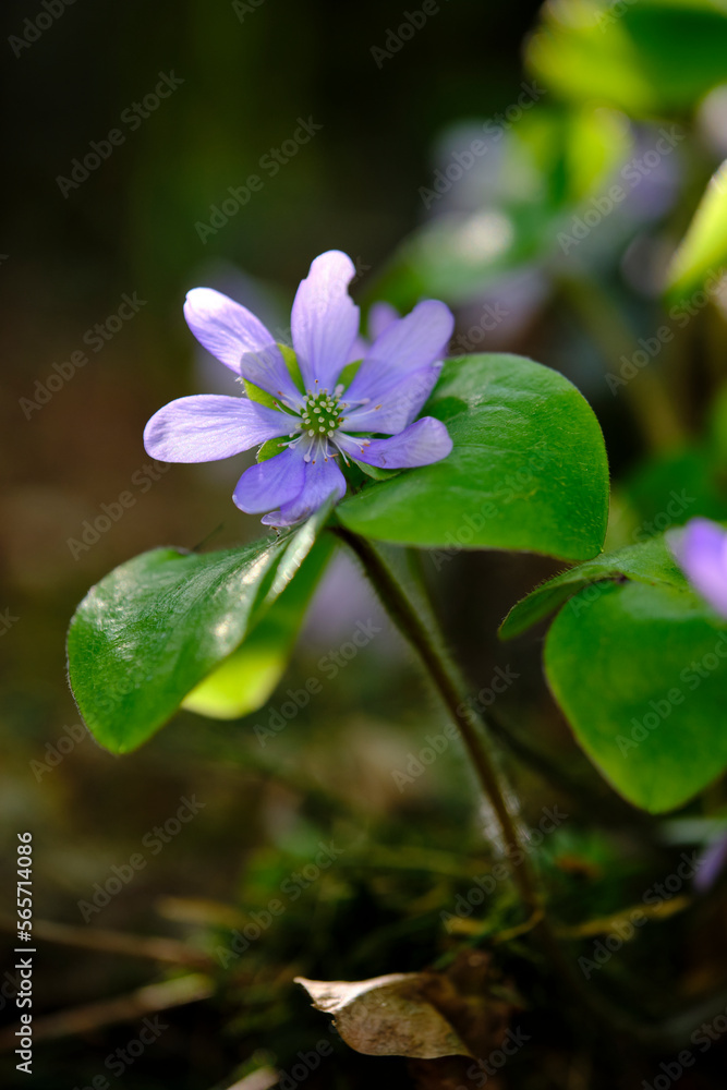 Leberblümchen, Anemone hepatica Leberblümchen, Anemone hepatica