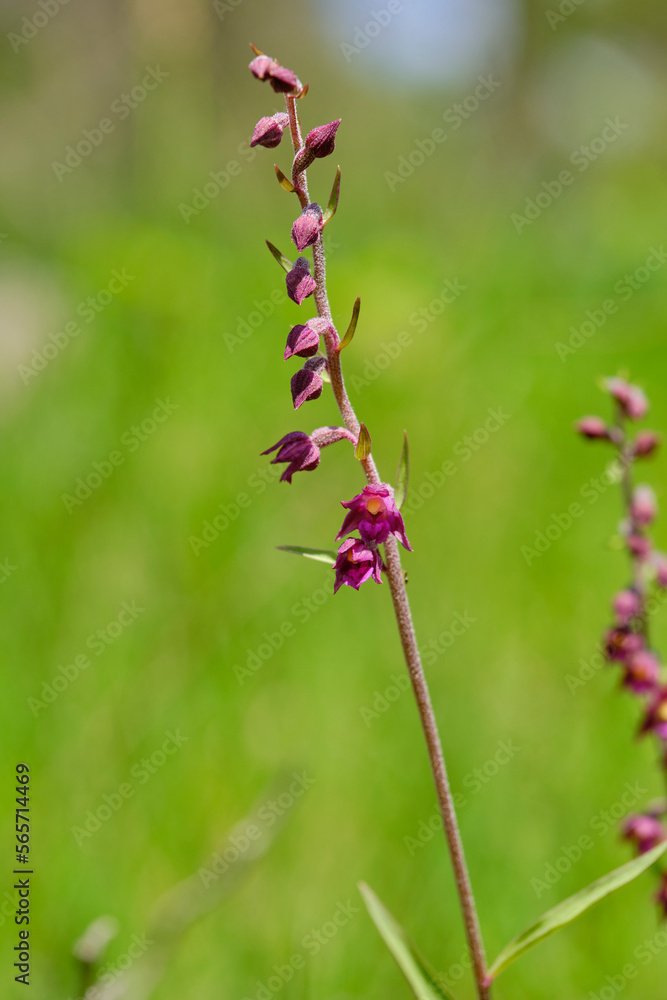 Braunrote Ständelwurz, Epipactis atrorubens Braunrote Ständelwurz, Epipactis atrorubens