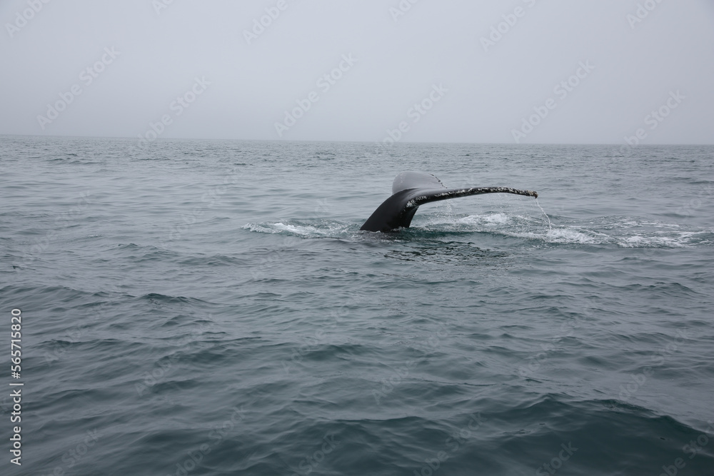 Fototapeta premium whale tail in the water