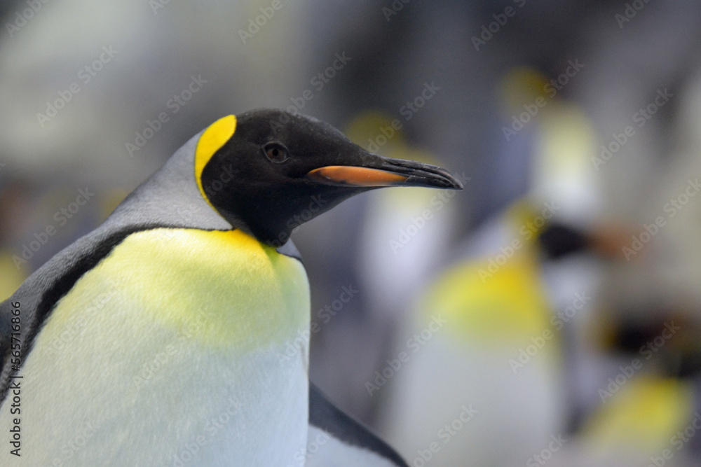 Fototapeta premium king penguin in polar regions