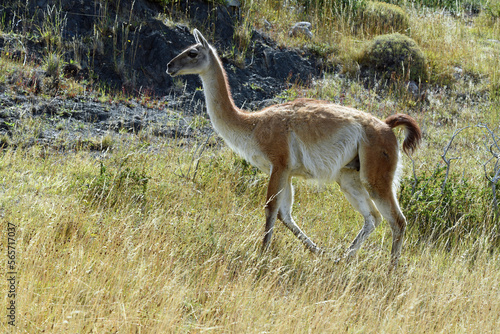фотографія guanaco
