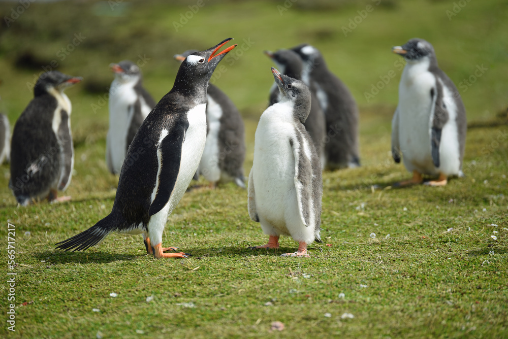 Obraz premium Penguin