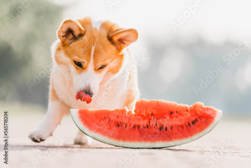 Corgi dog eats watermelon