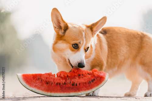 Corgi dog eats watermelon