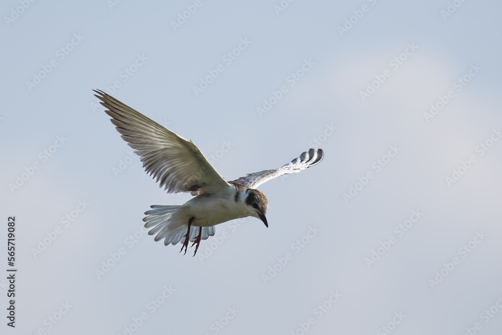Obraz premium A whiskered tern, Chlidonias hybrida, in flght