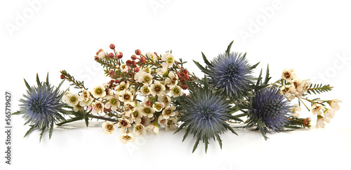 Flowers Mediterranean sea holly and Waxflowers isolated on white background. Border of Blue sea holly thistles, Eryngium bourgatii and Darwinia uncinata, Chamelaucium uncinatum.