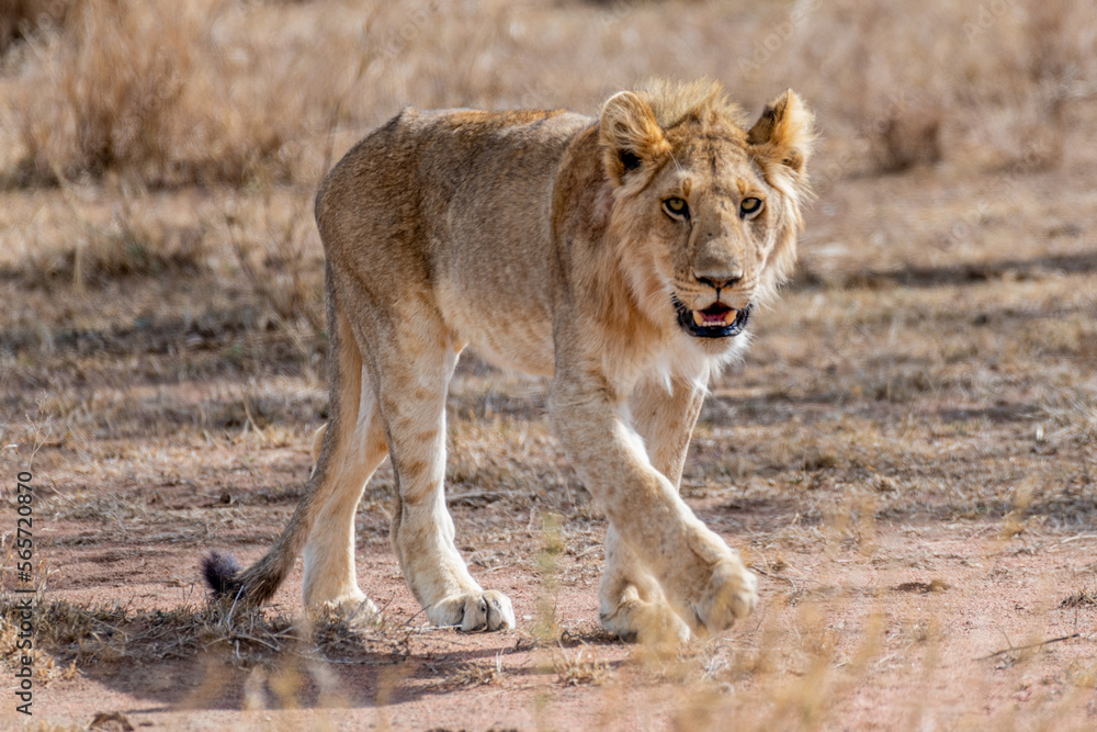 Wild young lion in the Serengeti National Park in the heart of Africa Wild young lion in the Serengeti National Park in the heart of Africa