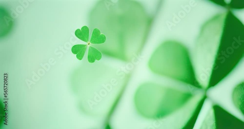 green shamrock four leaf clover background animation blurry macro saint patricks day holiday irish
