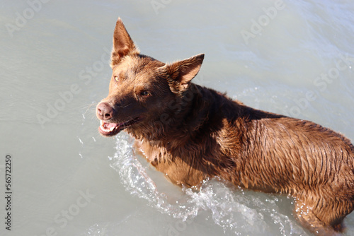 Vászonkép Australian kelpie dog