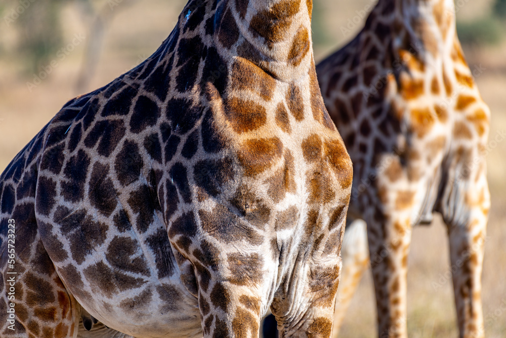 wild giraffes in Serengeti National Park in the heart of Africa