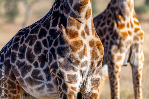 Photography wild giraffes in Serengeti National Park in the heart of Africa