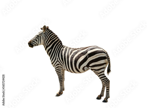 Beautiful striped African on white background. Wild animal © New Africa