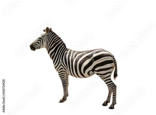 Beautiful striped African on white background. Wild animal